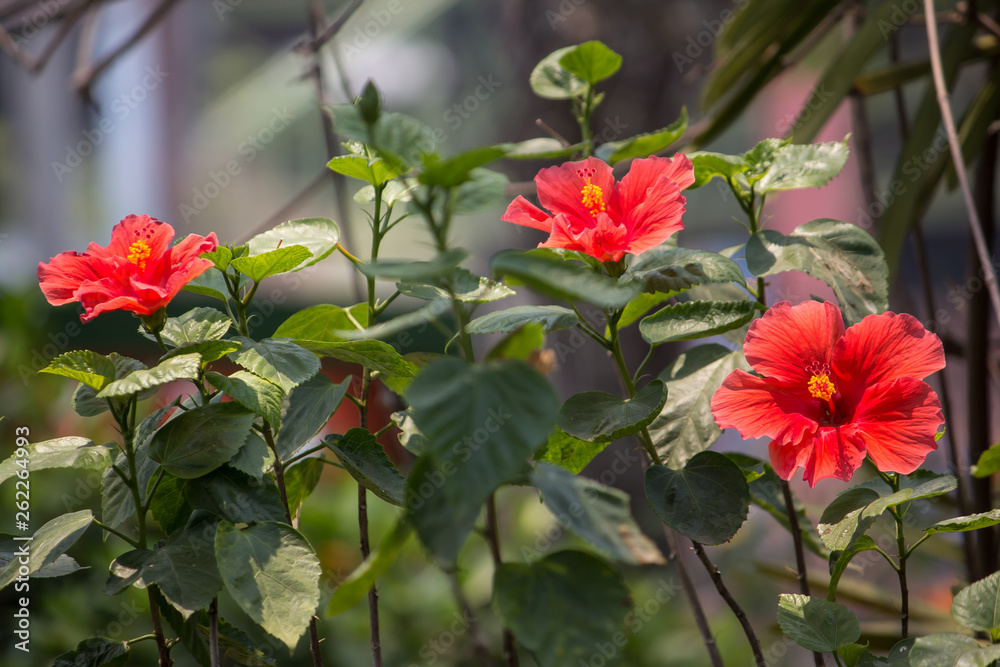 Close up of red Hibiscus rosa-sinensis Close up of red Hibiscus rosa-sinensis