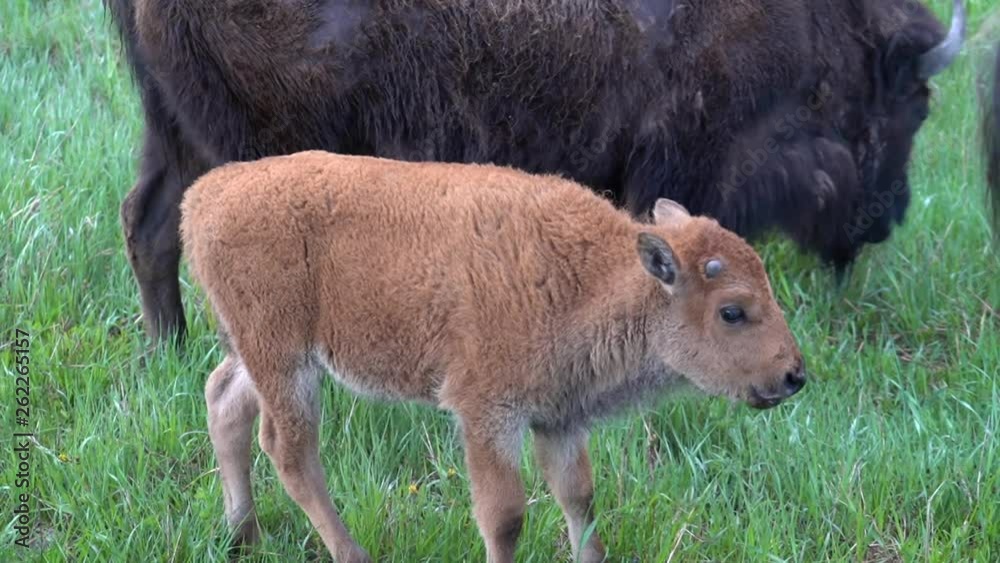 Baby bison calf grazes along with the mother during spring in Yellowstone National Park in Wyoming Baby bison calf grazes along with the mother during spring in Yellowstone National Park in Wyoming
