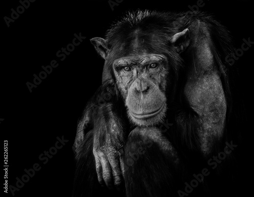 Print op canvas Pan troglodytes (commmon chimpanzee) portrait.
