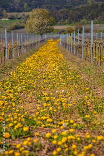 vineyard row covered with spring flowers flowers 