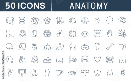 Set Vector Line Icons of Anatomy