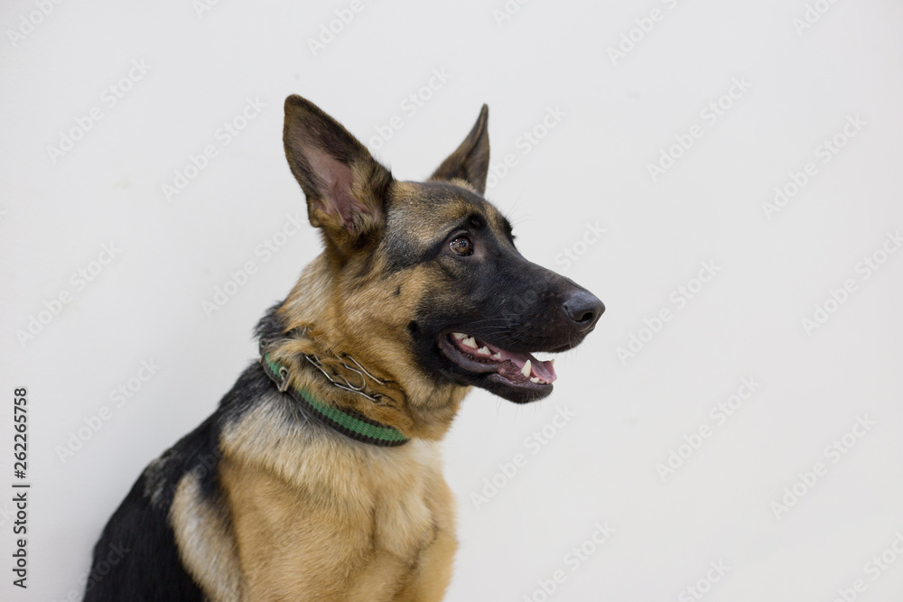German shepherd puppy with black mask isolated on a white background. Five month old.