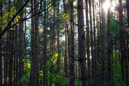 The sun shining through a mixed forest