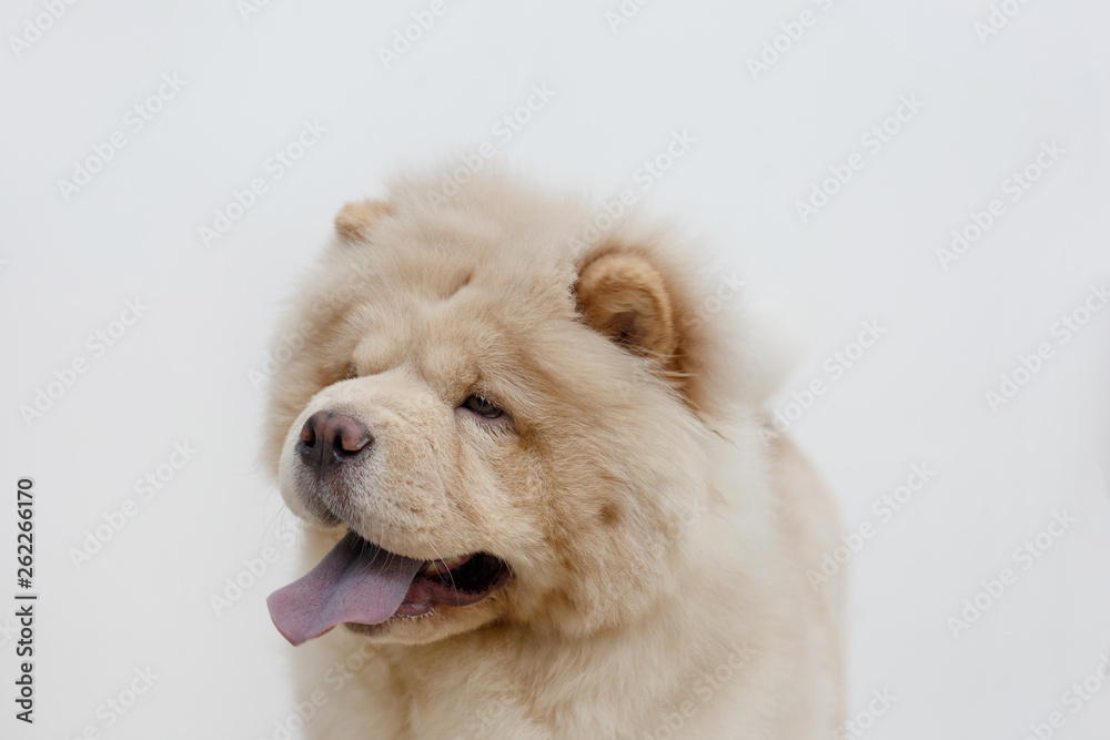 Portrait of chow chow puppy with lolling tongue. Isolated on a white background. Pet animals.