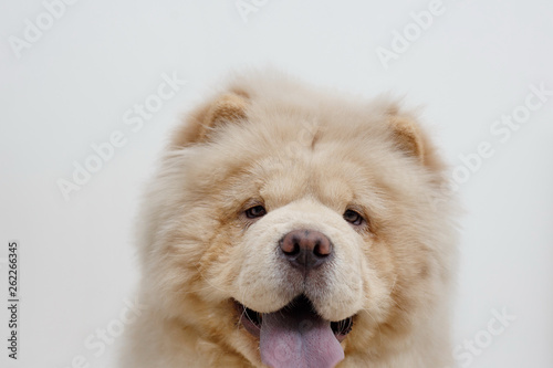 Cute chow chow puppy is looking at the camera. Isolated on a white background. Pet animals. photo