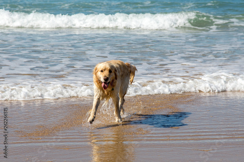 Hund spielt am Strand 