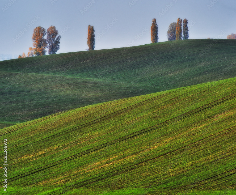 Fototapeta premium hilly field. picturesque hills of autumn field. autumn sunrise