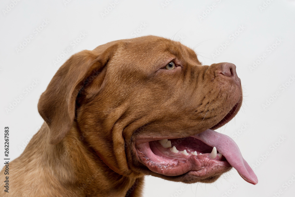 Cute french mastiff puppy with a lolling tongue. Bordeaux mastiff or bordeauxdog. Five month old.