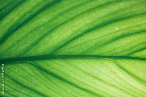 green leaves that are natural