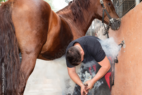 farrier placing the hot shoe on the horse's hoof .