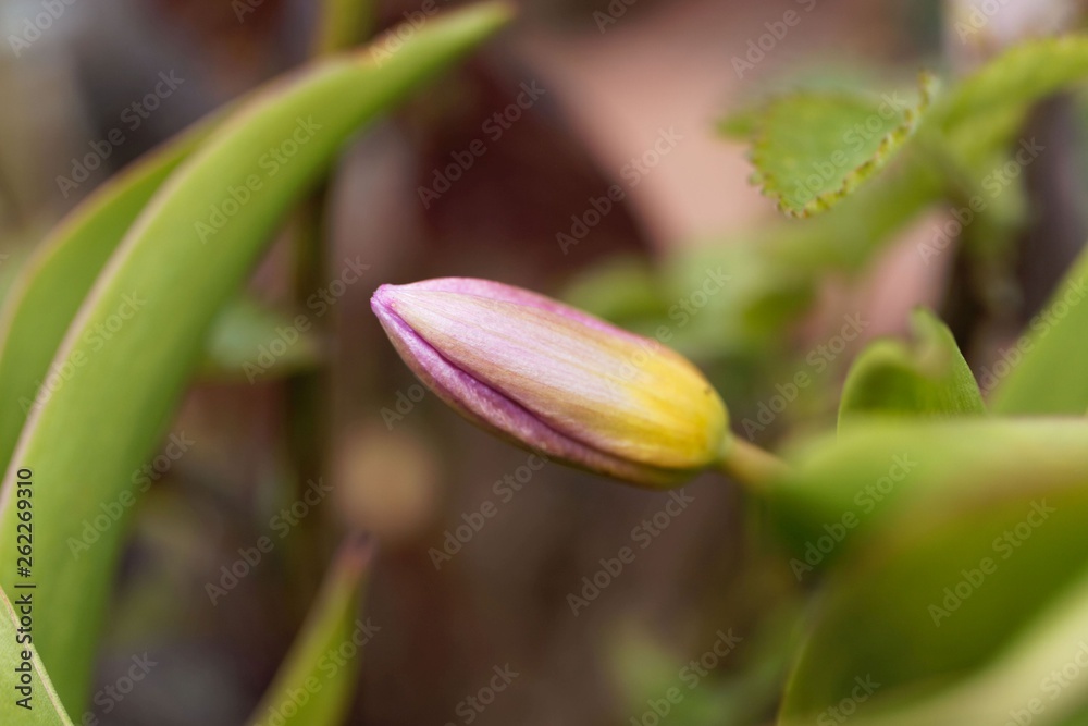 Bloom of the tulip species Tulipa bakeri from Crete. Bloom of the tulip species Tulipa bakeri from Crete.