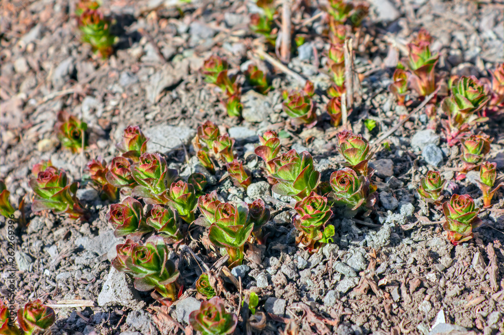Young sprouts of spring flowers on a bed.