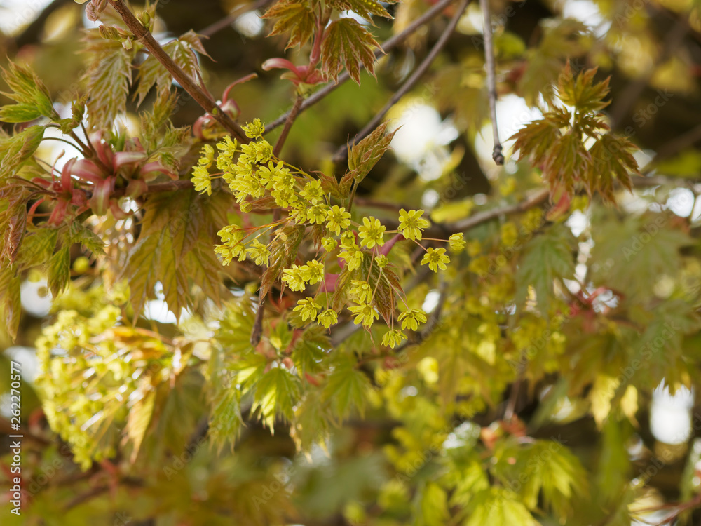 Acer platanoides - Érable plane aux fleurs printanières jaunes dressées en corymbes entre les jeunes feuilles palmées, lobes pointues de couleur vert luisant Acer platanoides - Érable plane aux fleurs printanières jaunes dressées en corymbes entre les jeunes feuilles palmées, lobes pointues de couleur vert luisant