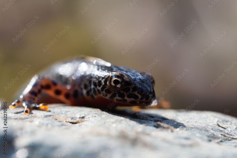 Head of a alpine newt, Ichthyosaura alpestris Head of a alpine newt, Ichthyosaura alpestris