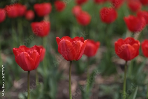 Tulips from Belgrade - Serbia  © murat