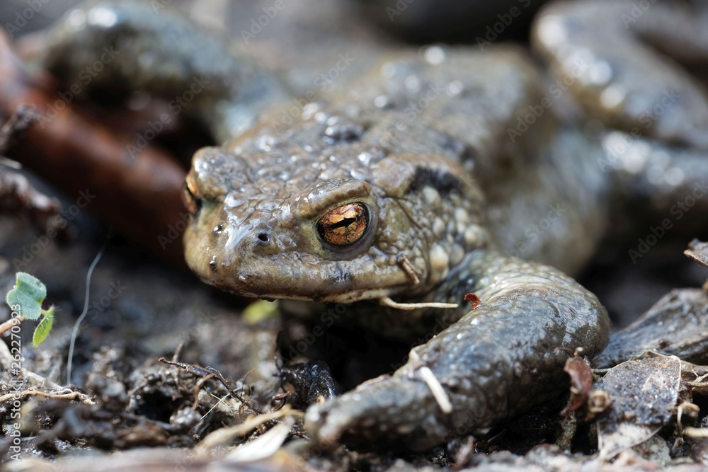 Fototapeta premium Portrait of a common toad