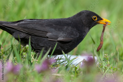 Blackbird (Turdus merula) © fotoparus