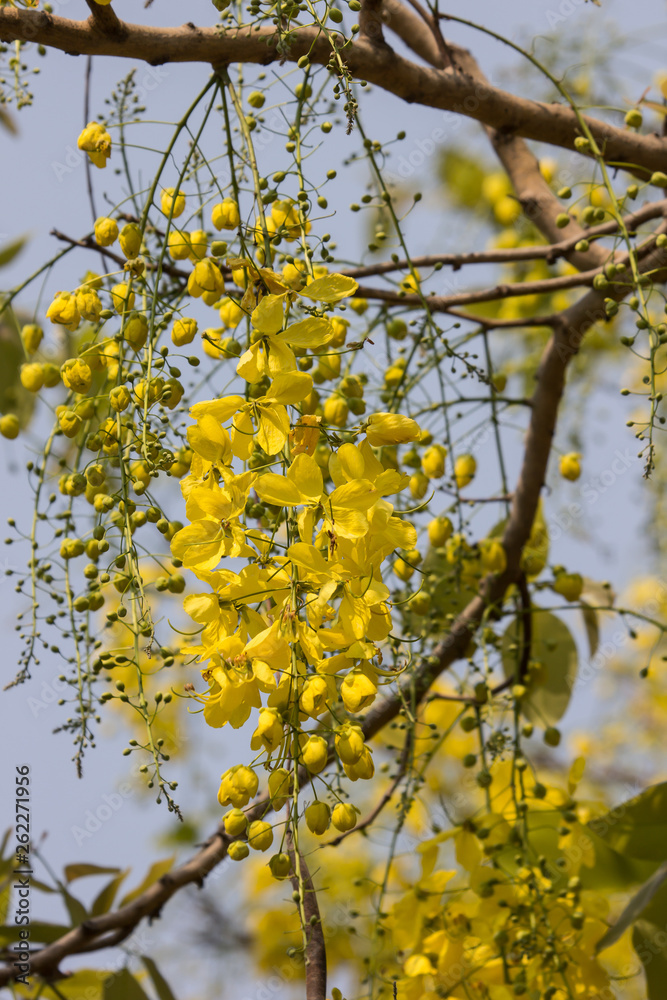 Small Yellow Flower or Cassia fistula flower Small Yellow Flower or Cassia fistula flower