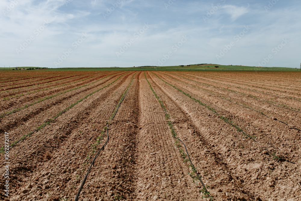 Tomato Plantation Tomato Plantation