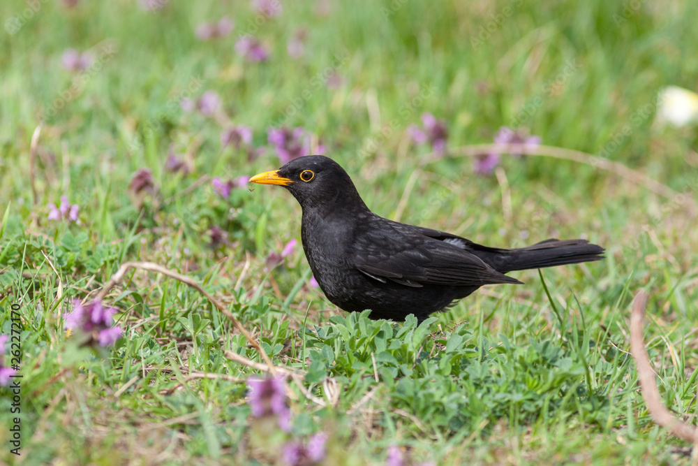 Blackbird (Turdus merula) Blackbird (Turdus merula)