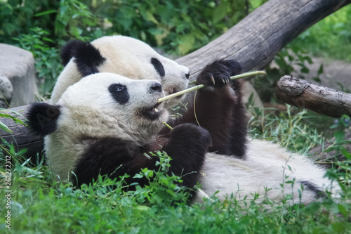 Fototapeta Naklejka Na Ścianę i Meble -  Pandas lie and chew reeds