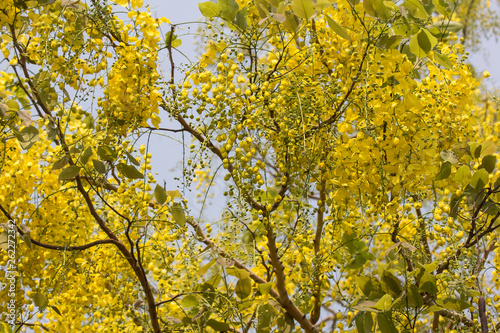 Small Yellow Flower or Cassia fistula flower