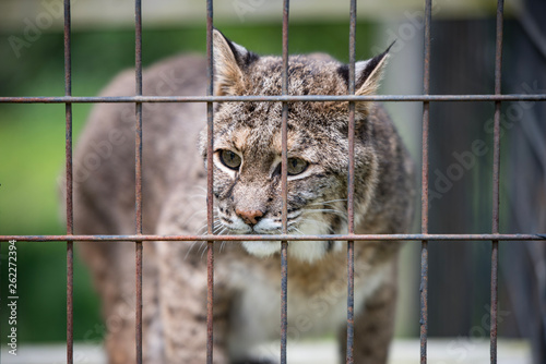 Canvas-taulu Rescued Bobcat Lynx in Cage