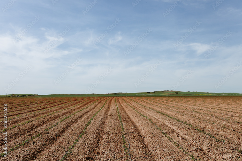 Tomato Plantation