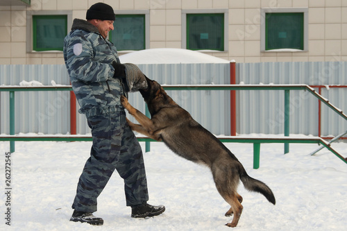canine to train a German shepherd