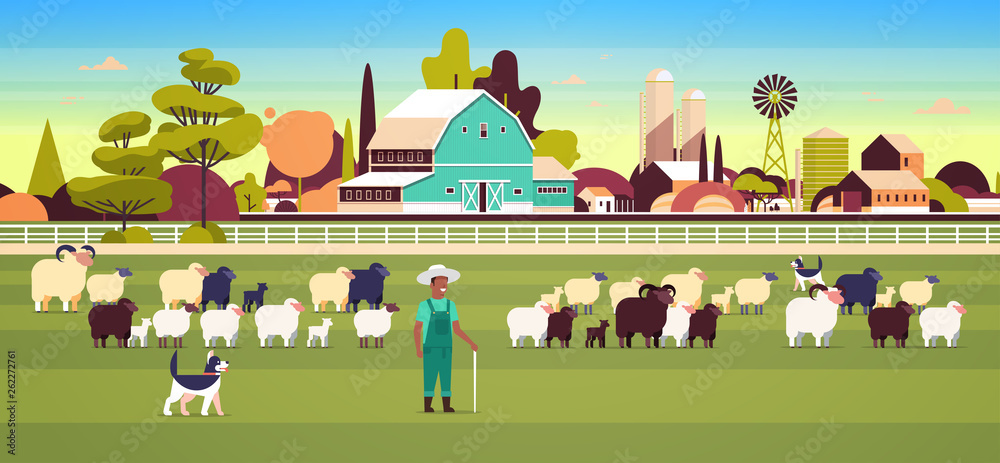 shepherd with stick and dogs herding flock of white black sheeps african american male farmer breeding sheep wool farm concept field farmland countryside landscape flat full length horizontal