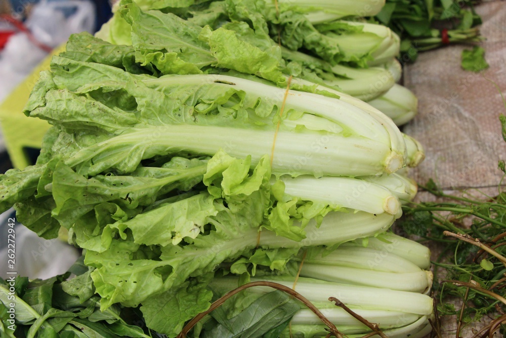 Fresh cabbage for cooking at street food