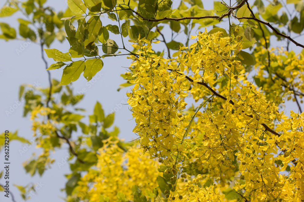 Small Yellow Flower or Cassia fistula flower Small Yellow Flower or Cassia fistula flower