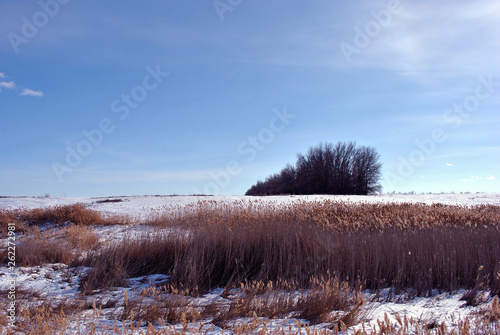 Bright yellow dry reeds on hills of river bank covered with snow  trees without leaves on horizon  blue cloudy sky background
