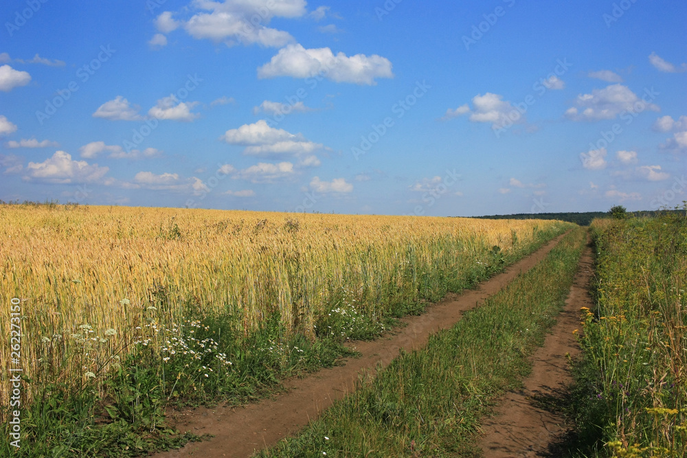 Empty country dirt road in the field