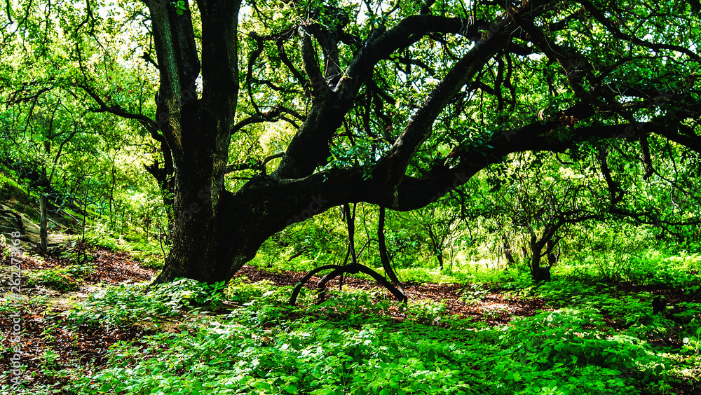RESERVA DE LA BIOSFERA SIERRA LA LAGUNA, EN BAJA CALIFORNIA SUR, MÉXICO RESERVA DE LA BIOSFERA SIERRA LA LAGUNA, EN BAJA CALIFORNIA SUR, MÉXICO