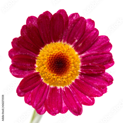 red marguerite daisy