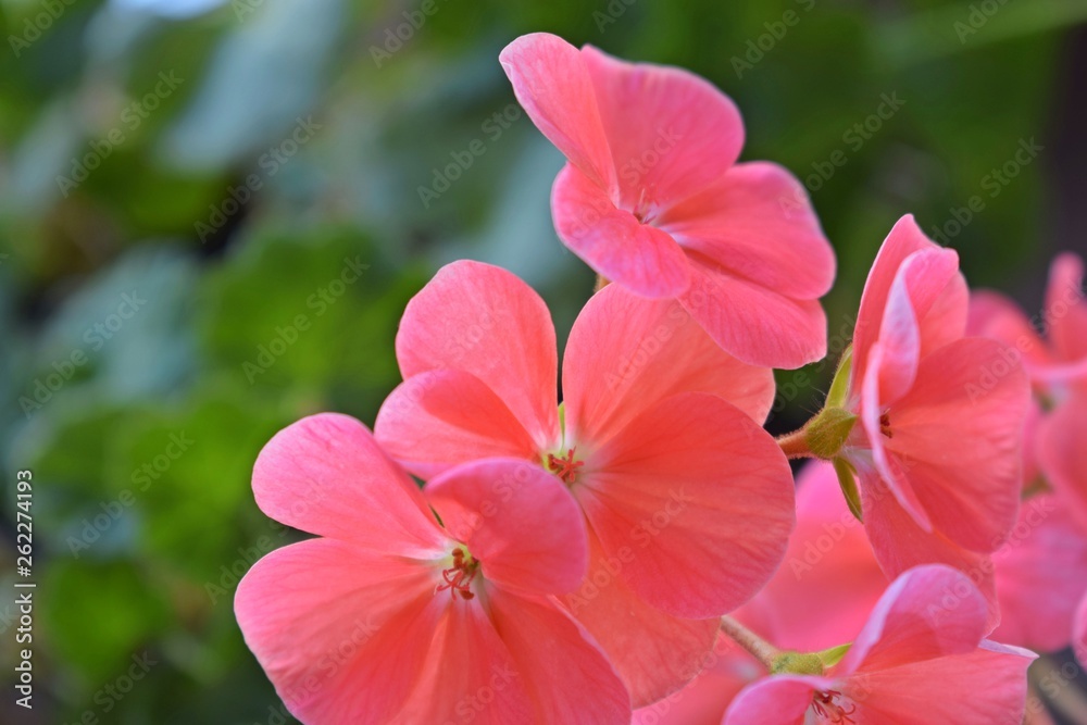 Beautiful pink geranium.The flowers in the garden. Beautiful pink geranium.The flowers in the garden.