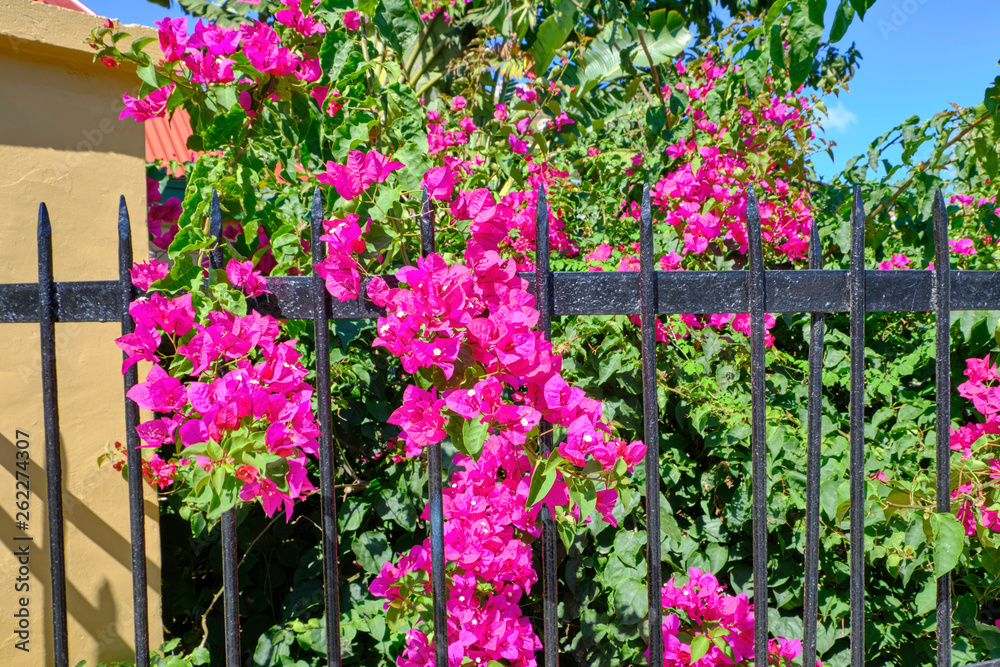 Scenic view of beautiful pink flowers on fence. Summer sunny look of flowers