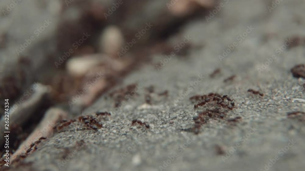 texture, nature, stone, soil, rock, macro, abstract, pattern, sand, brown, ground, insect, black, granite, natural, beach, close-up, textured, red, closeup, old, material, ant, surface, dirt texture, nature, stone, soil, rock, macro, abstract, pattern, sand, brown, ground, insect, black, granite, natural, beach, close-up, textured, red, closeup, old, material, ant, surface, dirt