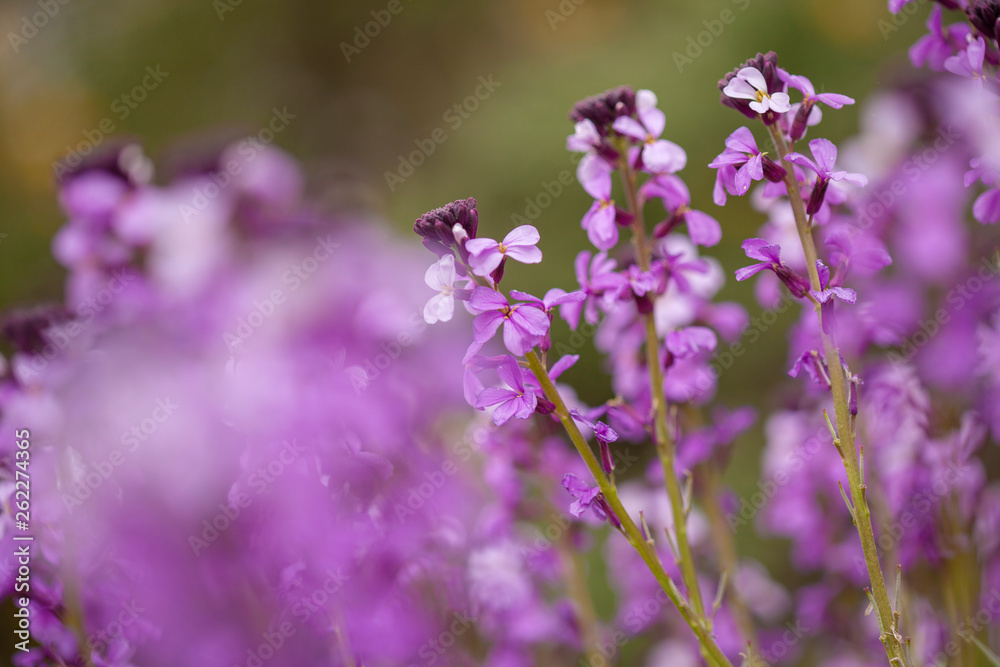 flora of Gran Canaria - Erysimum albescens