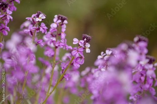 Fototapeta Naklejka Na Ścianę i Meble -  flora of Gran Canaria - Erysimum albescens