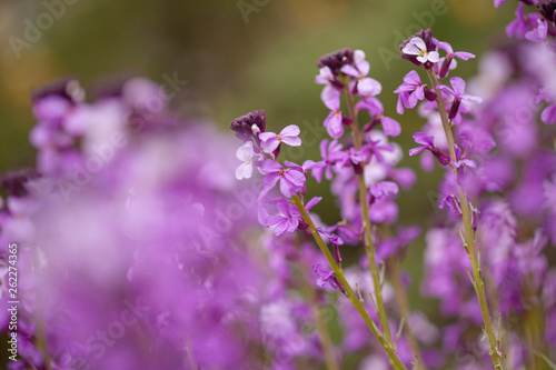 flora of Gran Canaria - Erysimum albescens