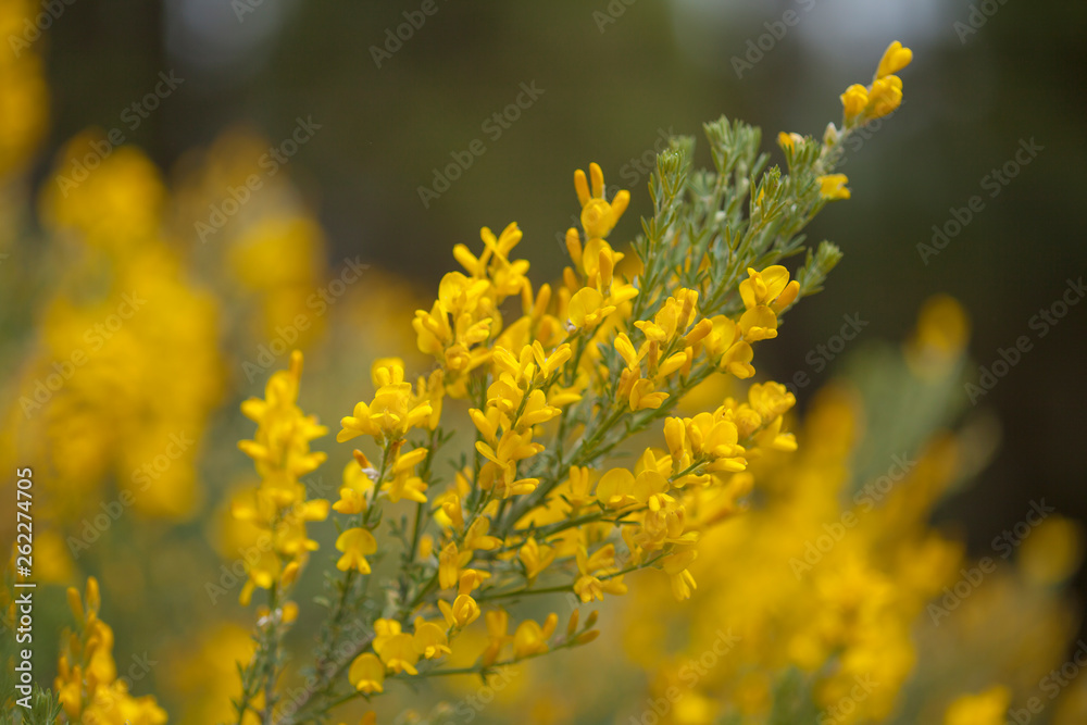 Flora of Gran Canaria - Genista microphylla Flora of Gran Canaria - Genista microphylla