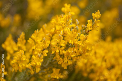 Flora of Gran Canaria - Genista microphylla