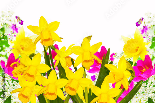 Bright colorful spring flowers of daffodils and tulips isolated on white background.