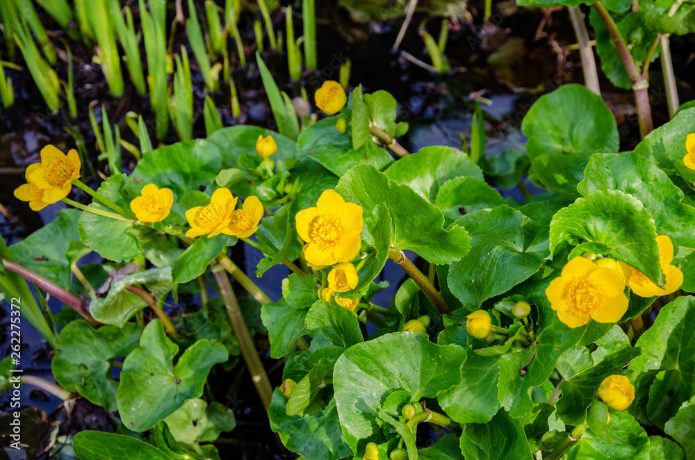 Marsh Marigold flowers, yellow in early spring. Close up view of the plant growing at the edge of a garden pond. Marsh Marigold flowers, yellow in early spring. Close up view of the plant growing at the edge of a garden pond.