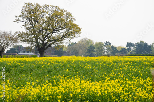 A view across a field full or rapeseed in bloom,