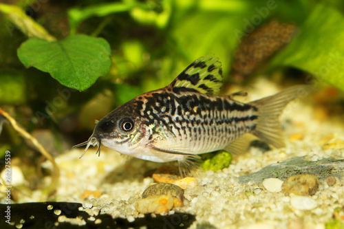 Elegant Corydoras Cory catfish Aquarium fish