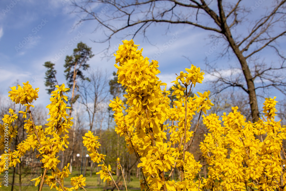 Large blooming forsythia bush blooming in the spring garden