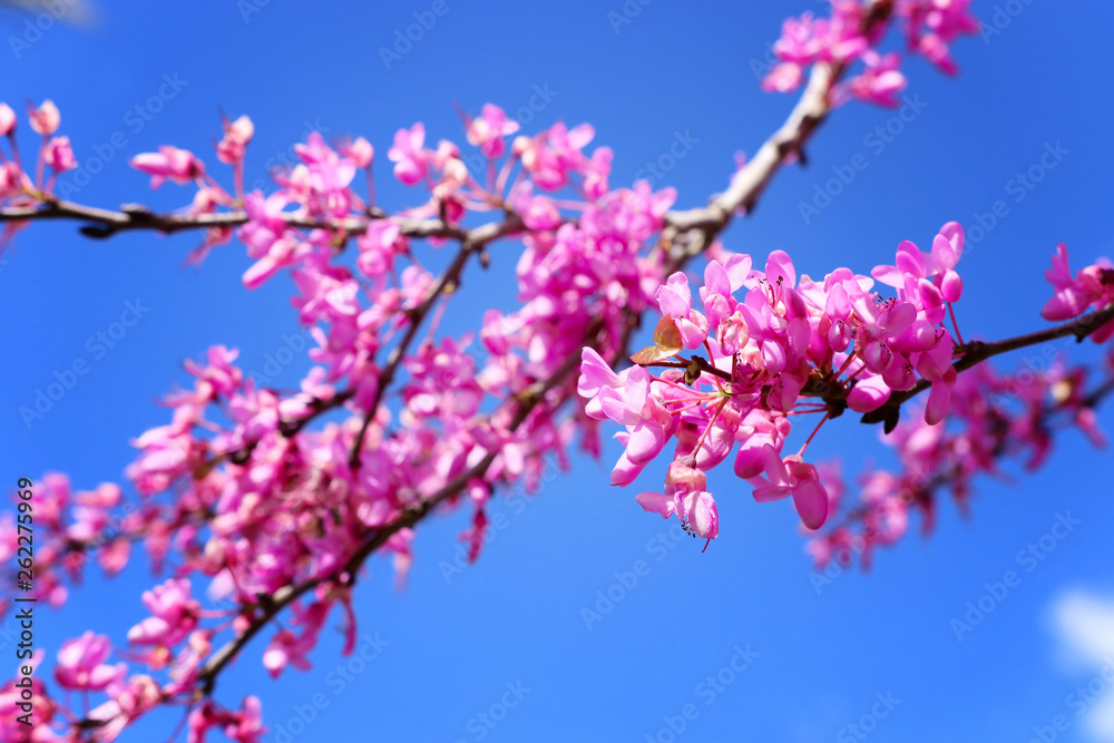 image of Spring pink blossoms tree. selective focus photo image of Spring pink blossoms tree. selective focus photo